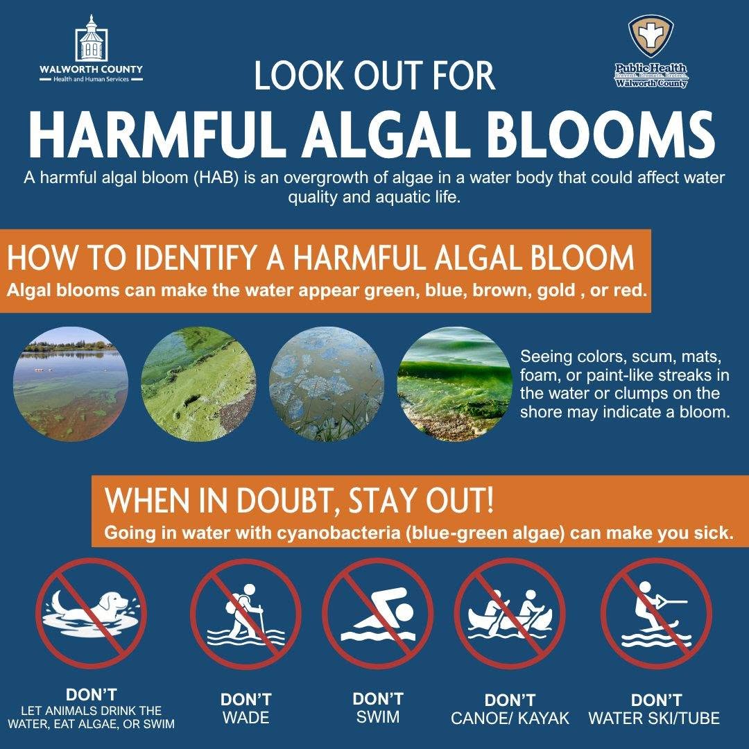 algae blooms